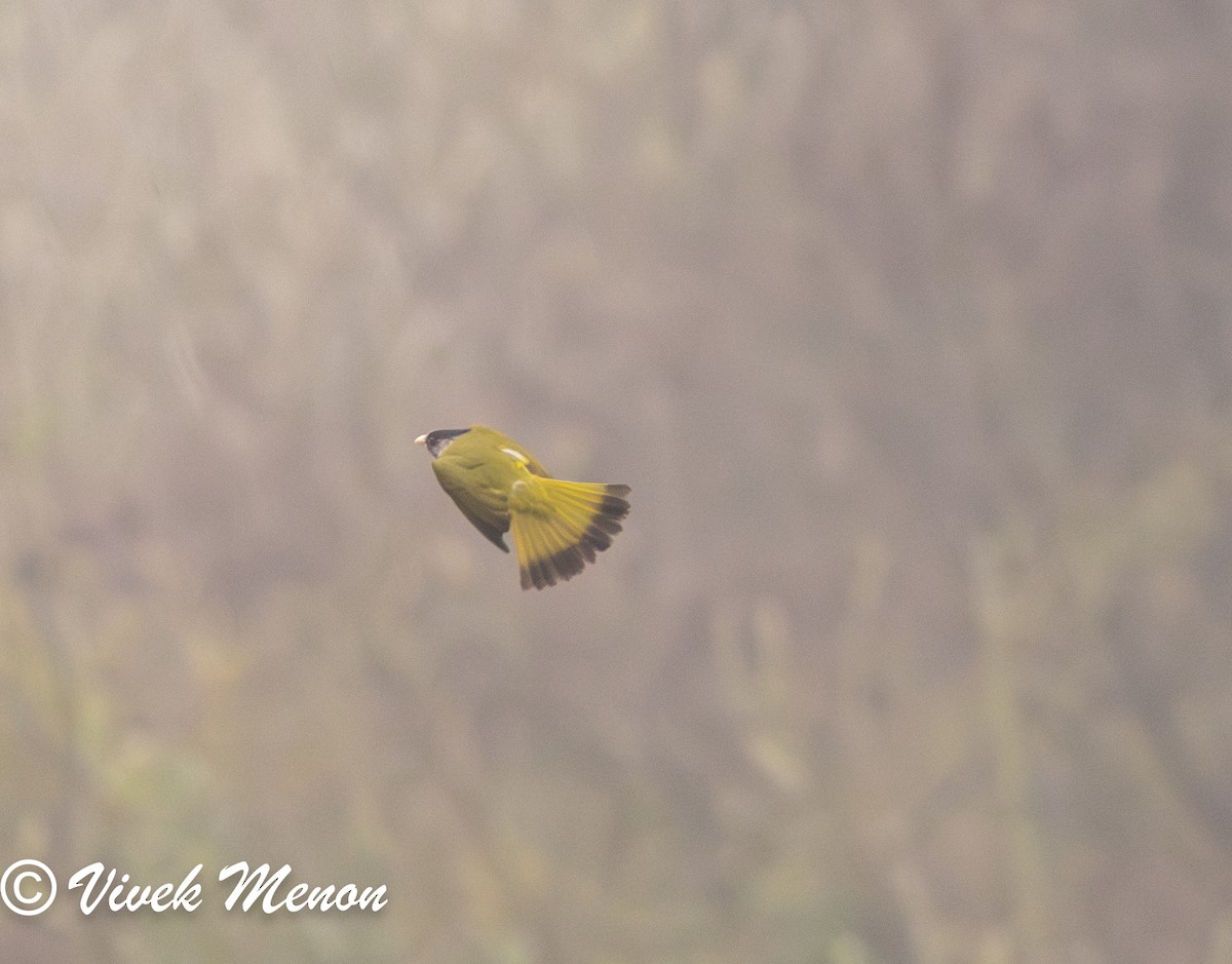 Crested Finchbill - Vivek Menon