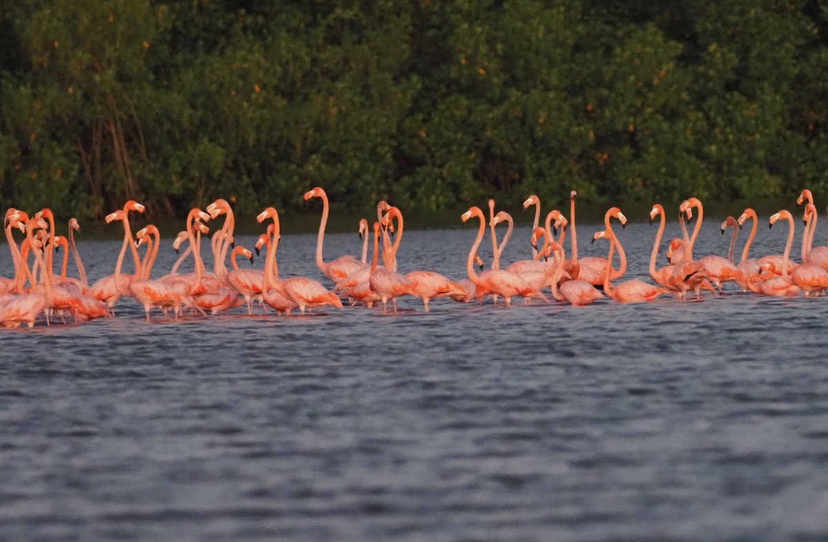 Amerika Flamingosu - ML617714062