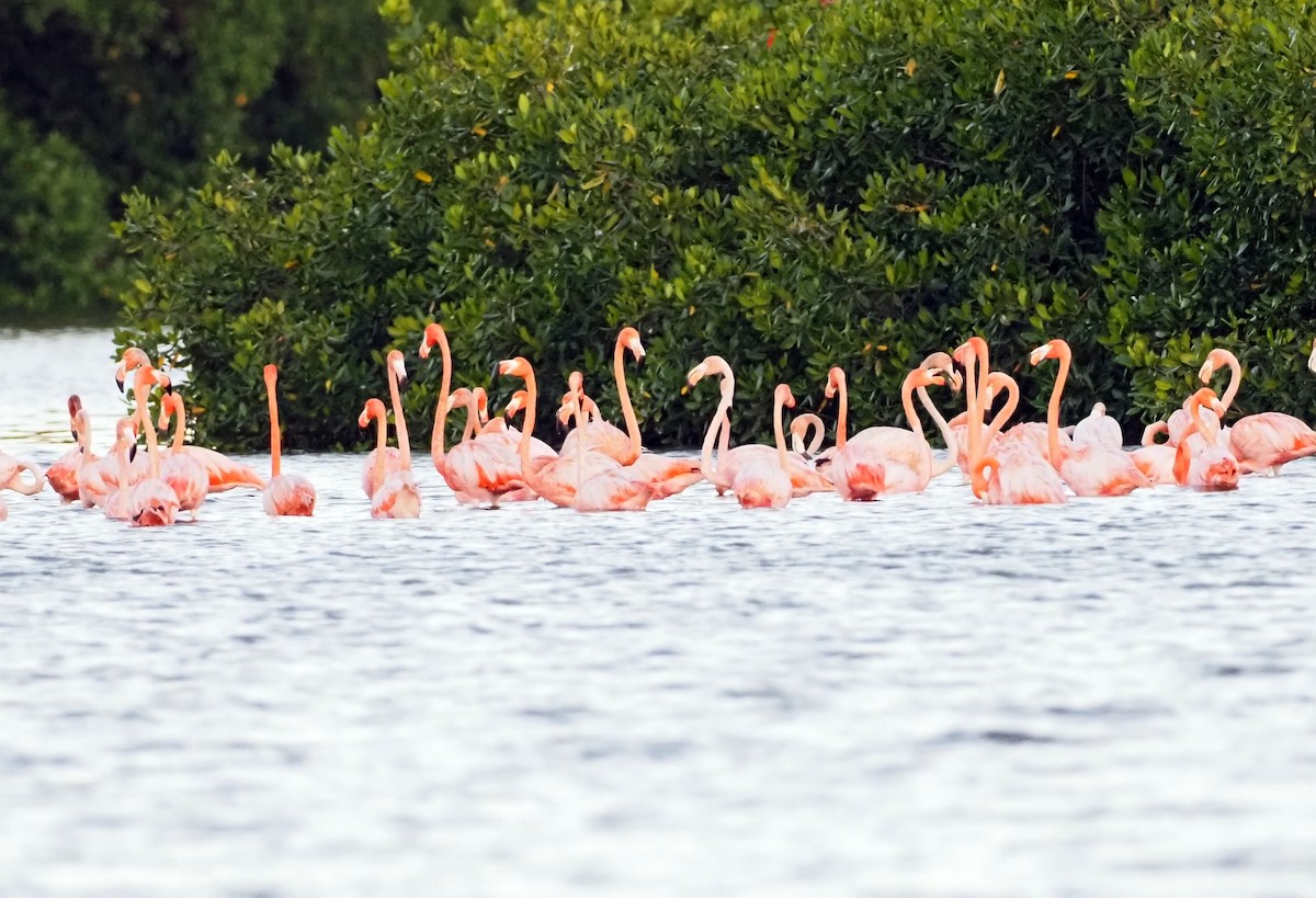 Amerika Flamingosu - ML617714064