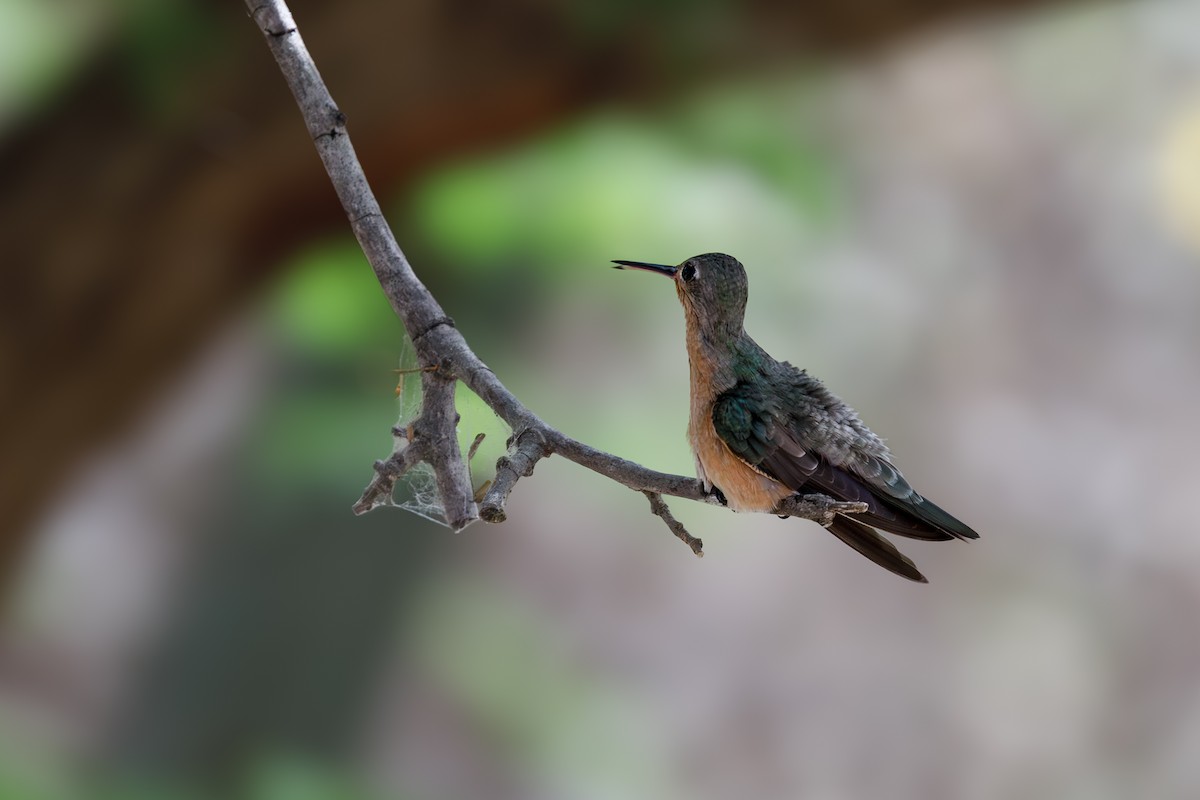 kolibřík rusoprsý - ML617714071
