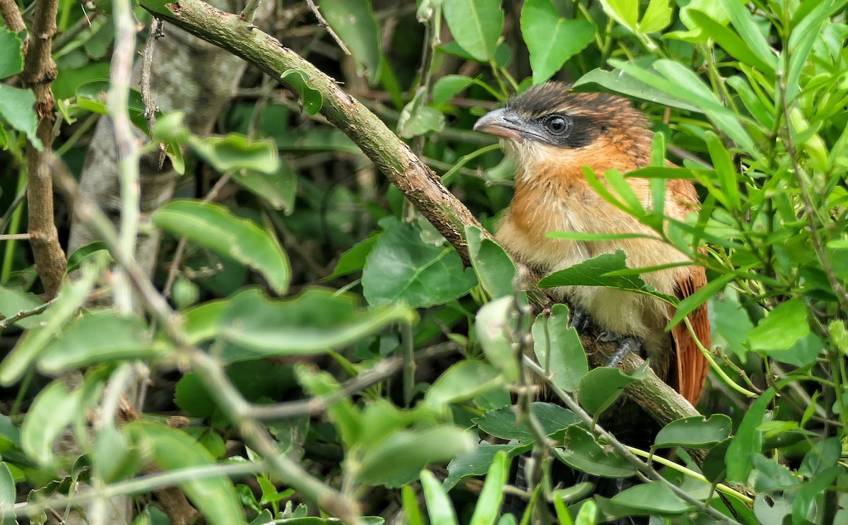 White-browed Coucal (Burchell's) - ML617714081