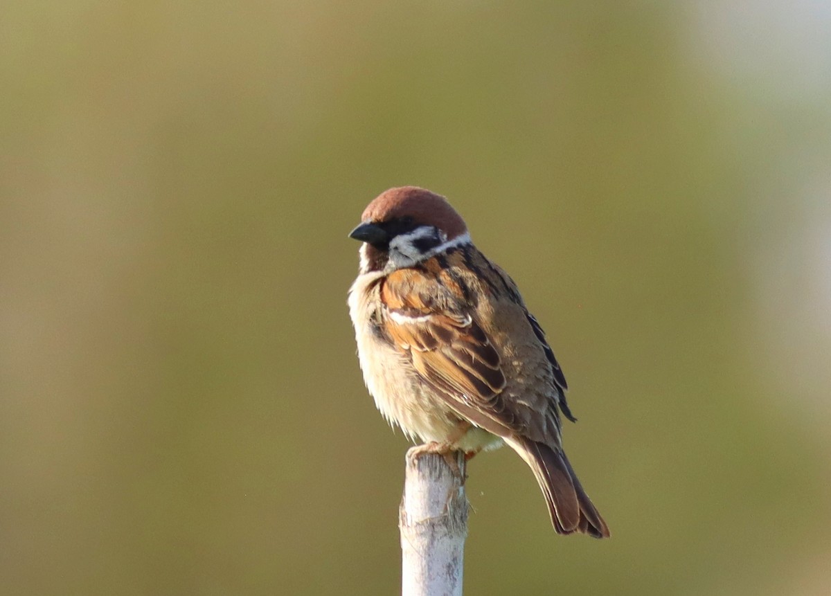 Eurasian Tree Sparrow - ML617714082