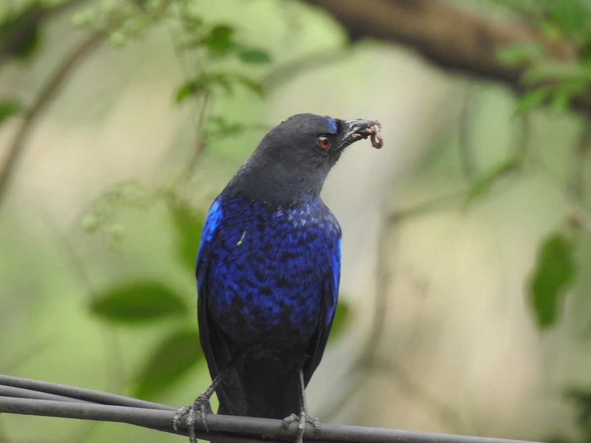 Тайваньская синяя птица - ML617714085