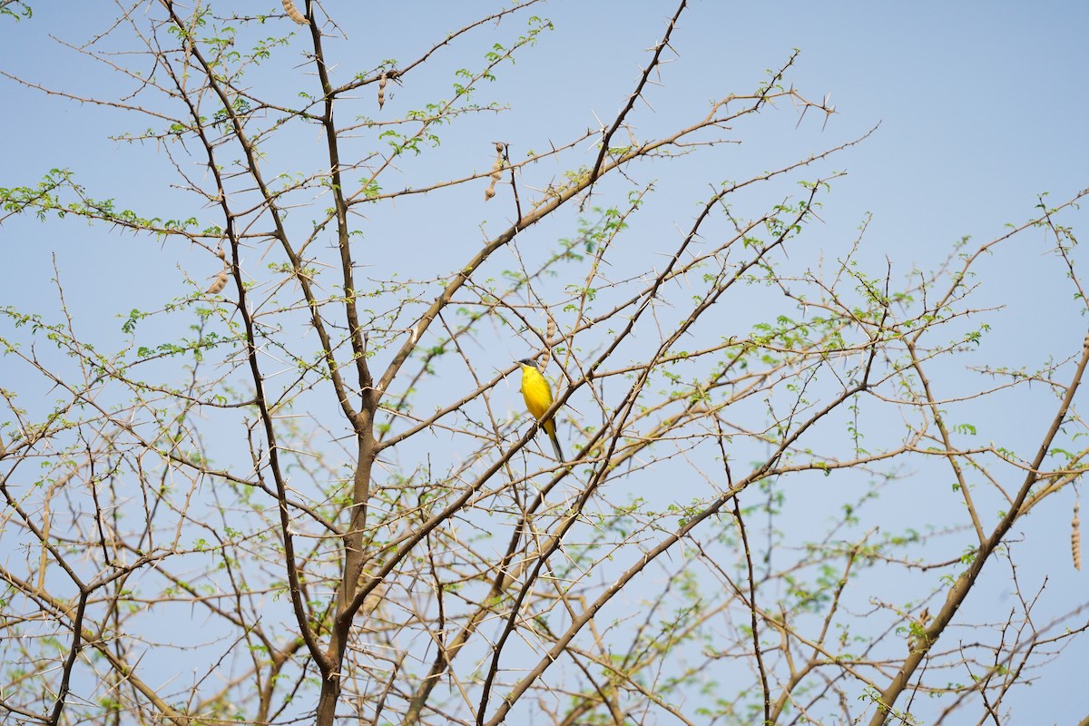 Western Yellow Wagtail (thunbergi) - Raru Rv