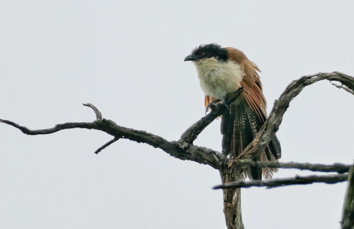 White-browed Coucal (Burchell's) - ML617714091