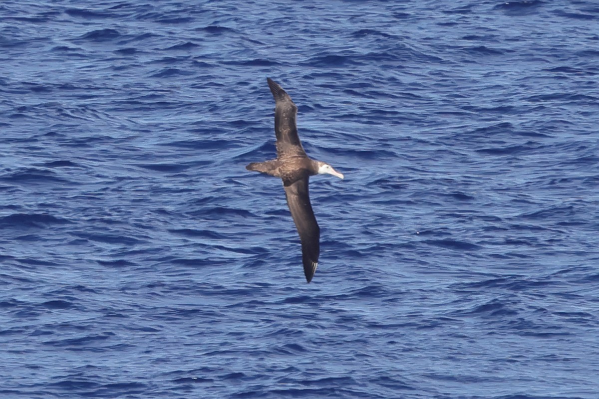 Antipodean Albatross - Fabio Olmos