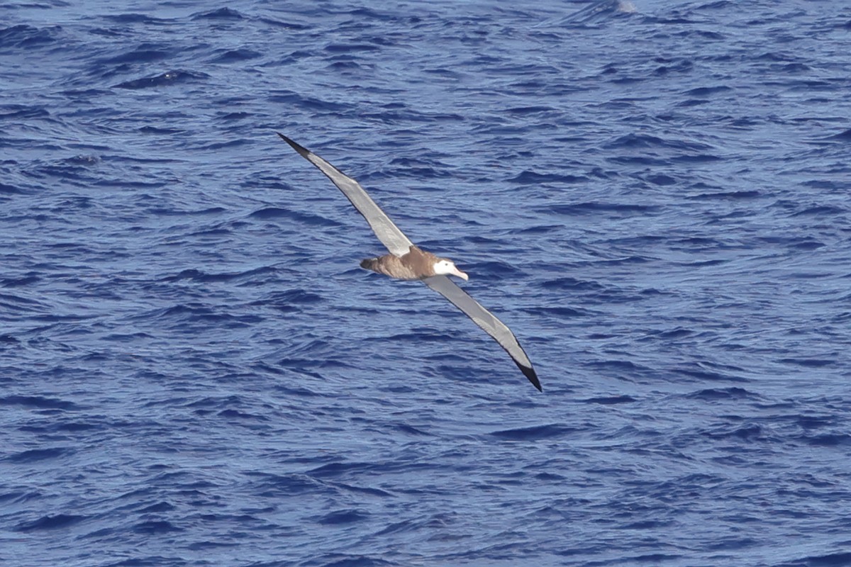 Antipodean Albatross - ML617714105