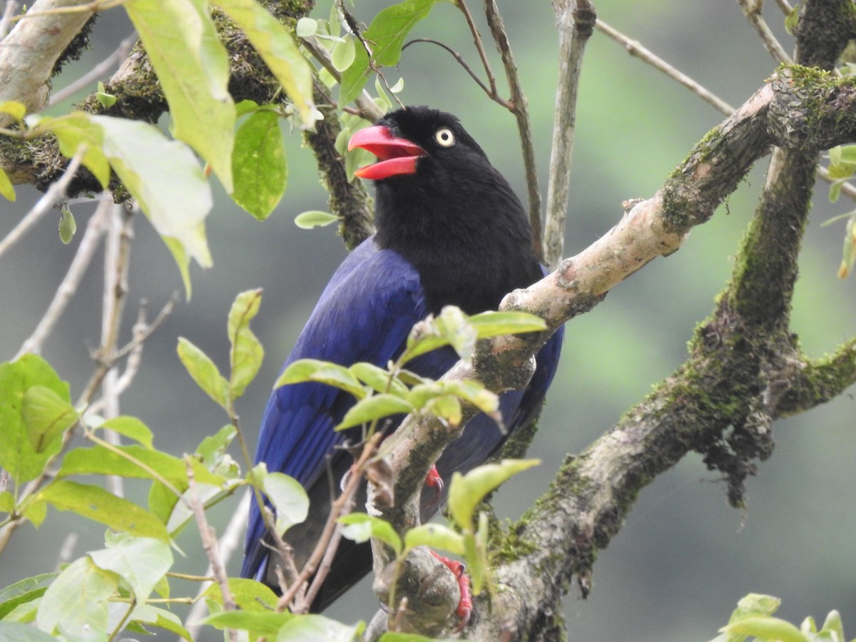 Taiwan Blue-Magpie - Suebsawat Sawat-chuto