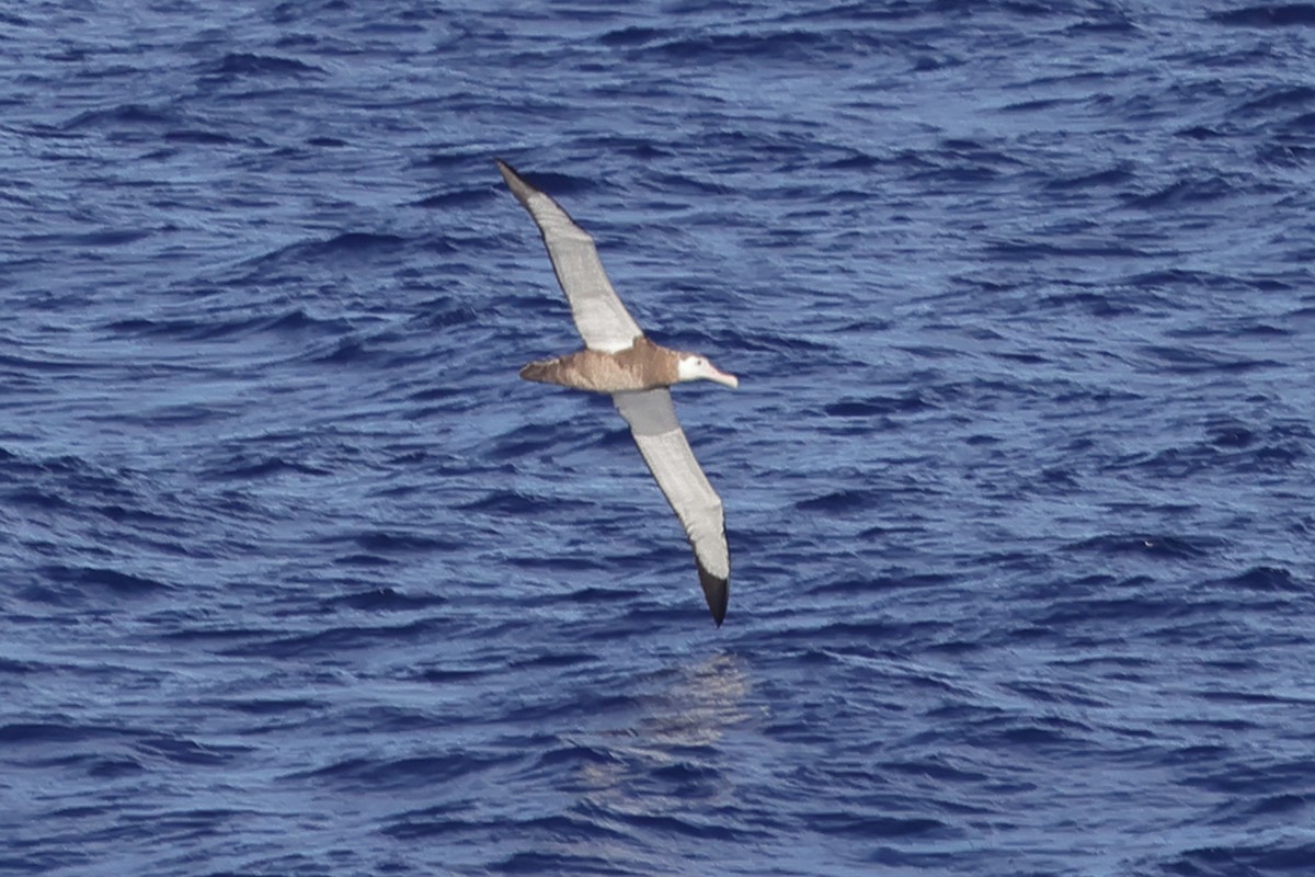 Antipodean Albatross - ML617714113
