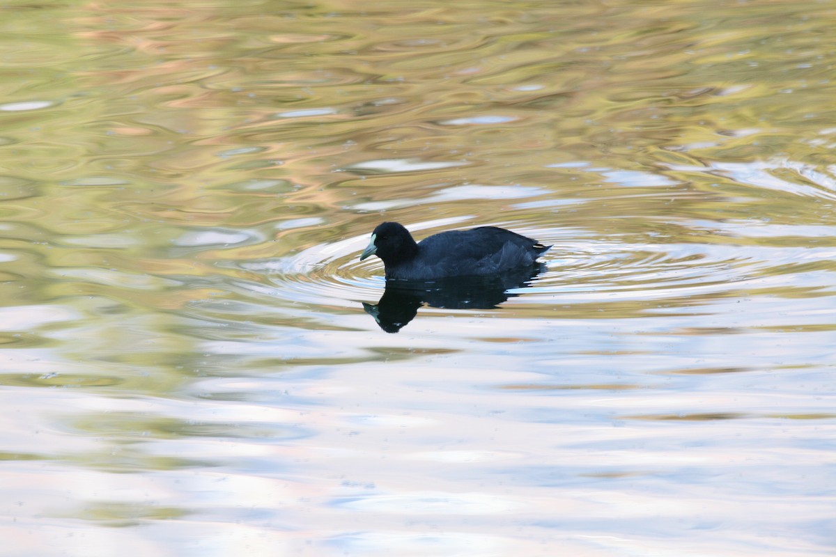 White-winged Coot - ML617714116