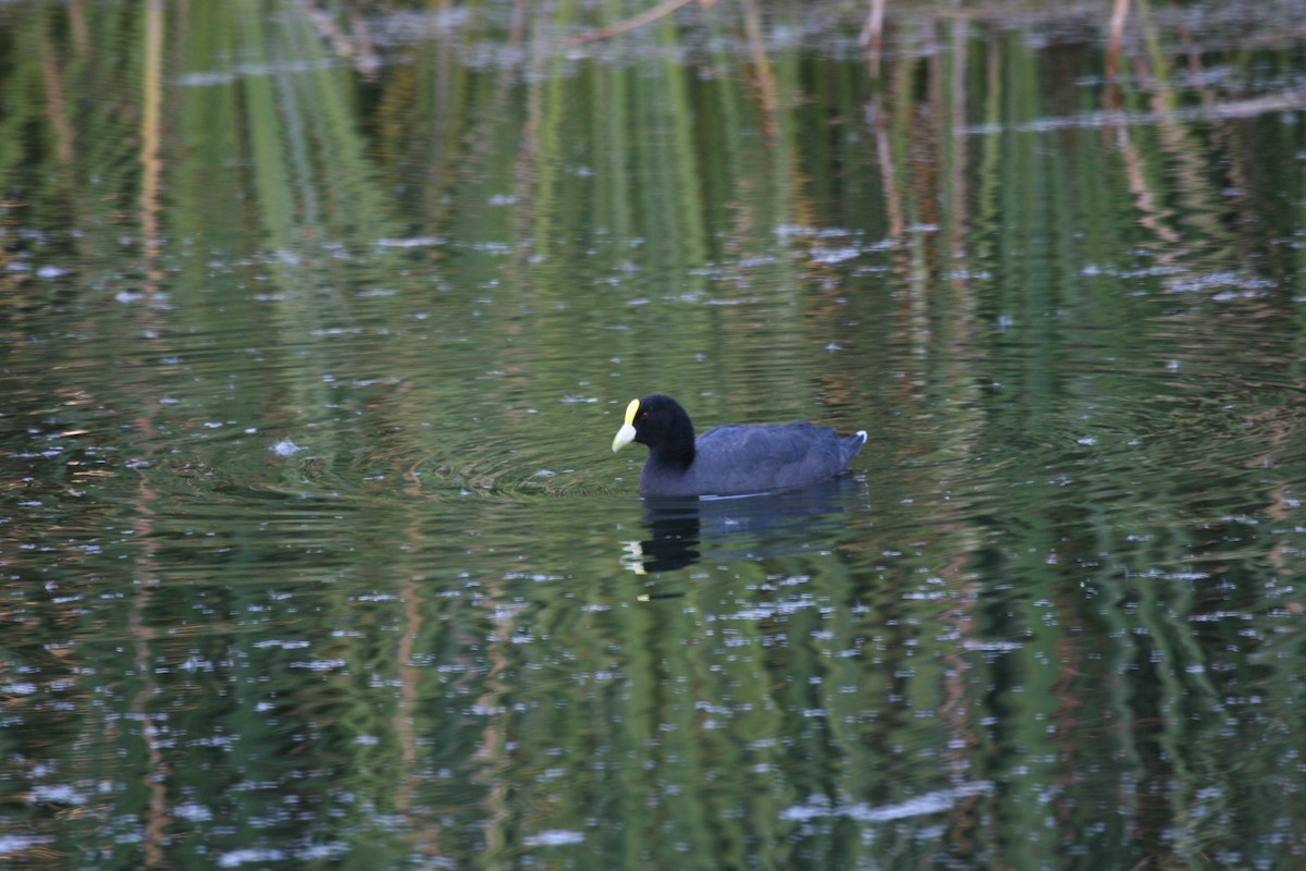 White-winged Coot - ML617714119