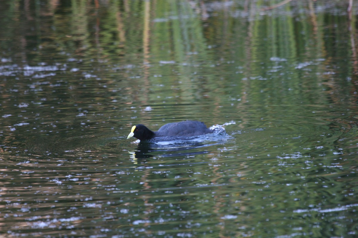 White-winged Coot - ML617714120