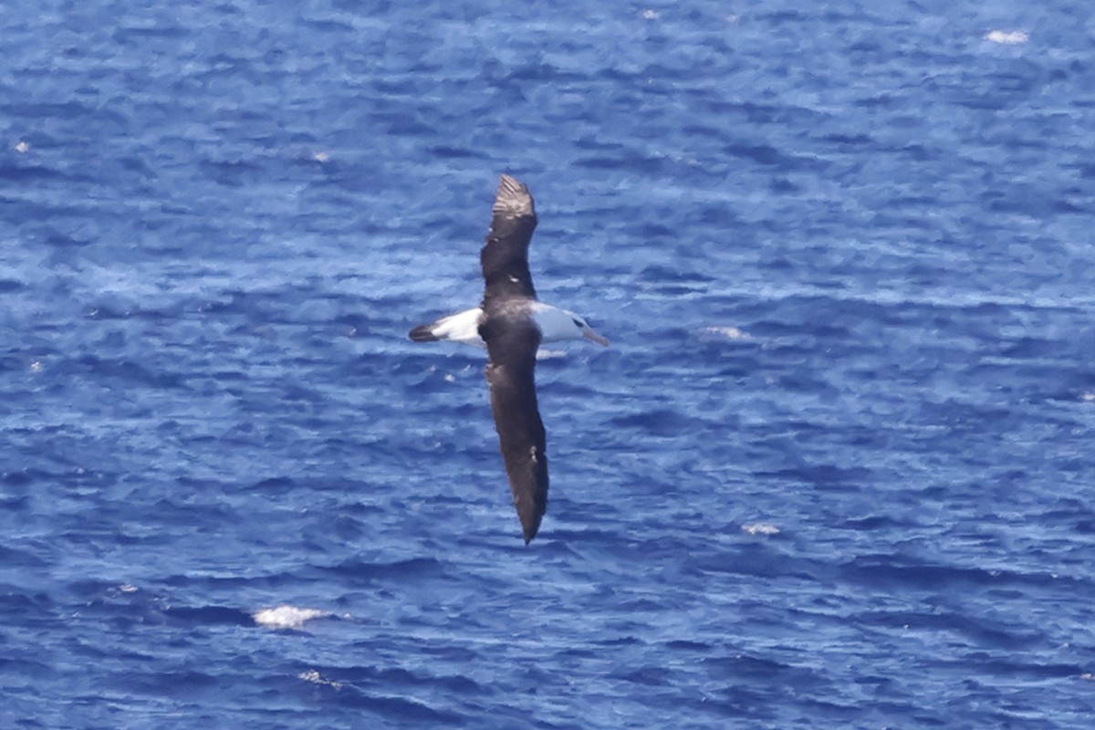Black-browed Albatross (Campbell) - ML617714128