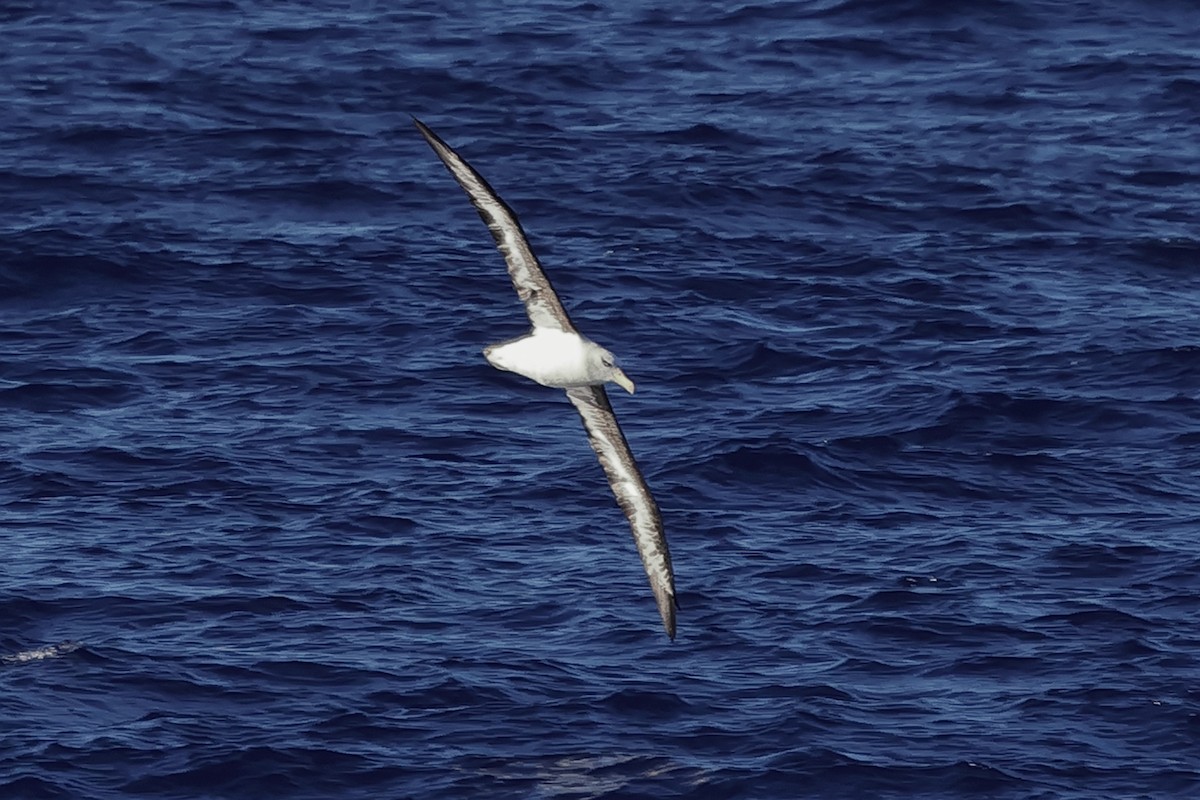 Black-browed Albatross (Campbell) - ML617714139