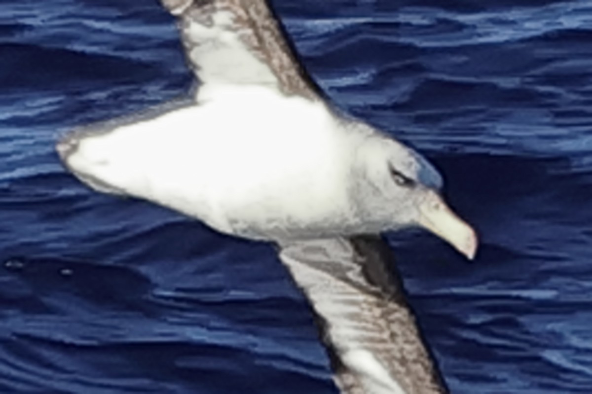 Black-browed Albatross (Campbell) - ML617714141