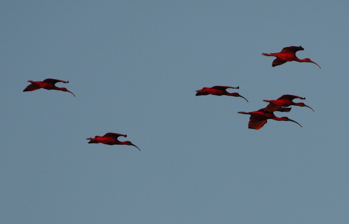 ibis rudý - ML617714170