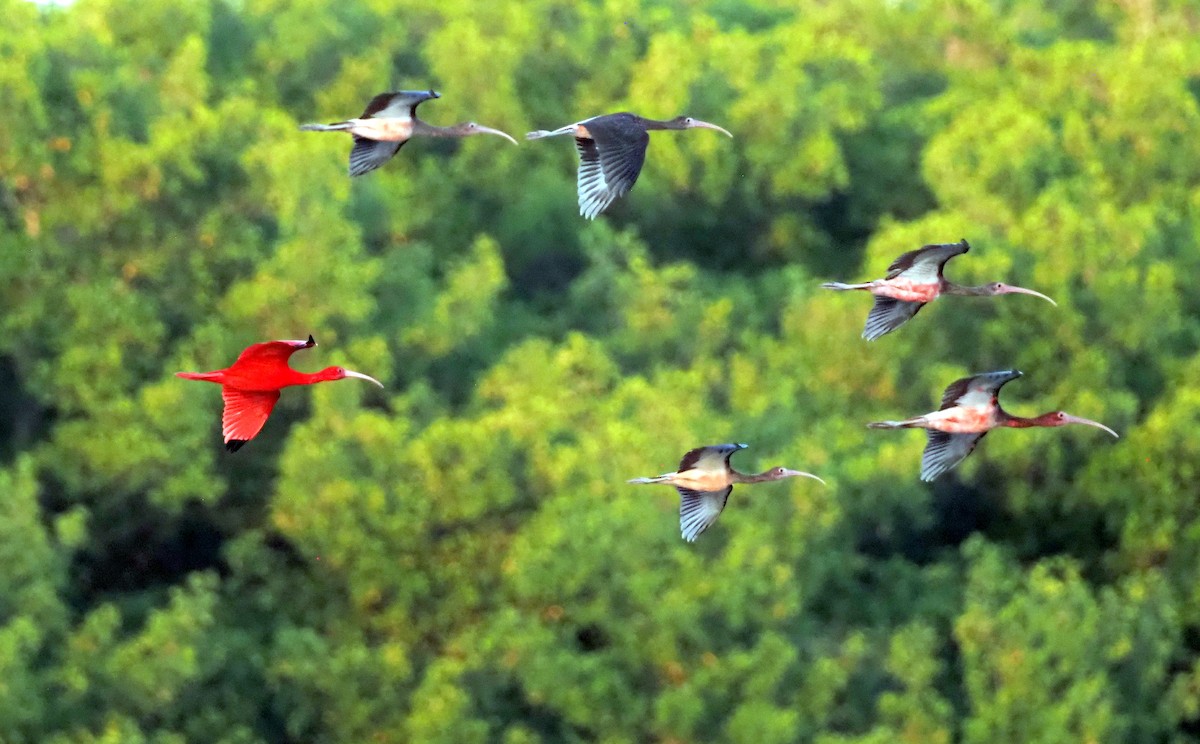 ibis rudý - ML617714175