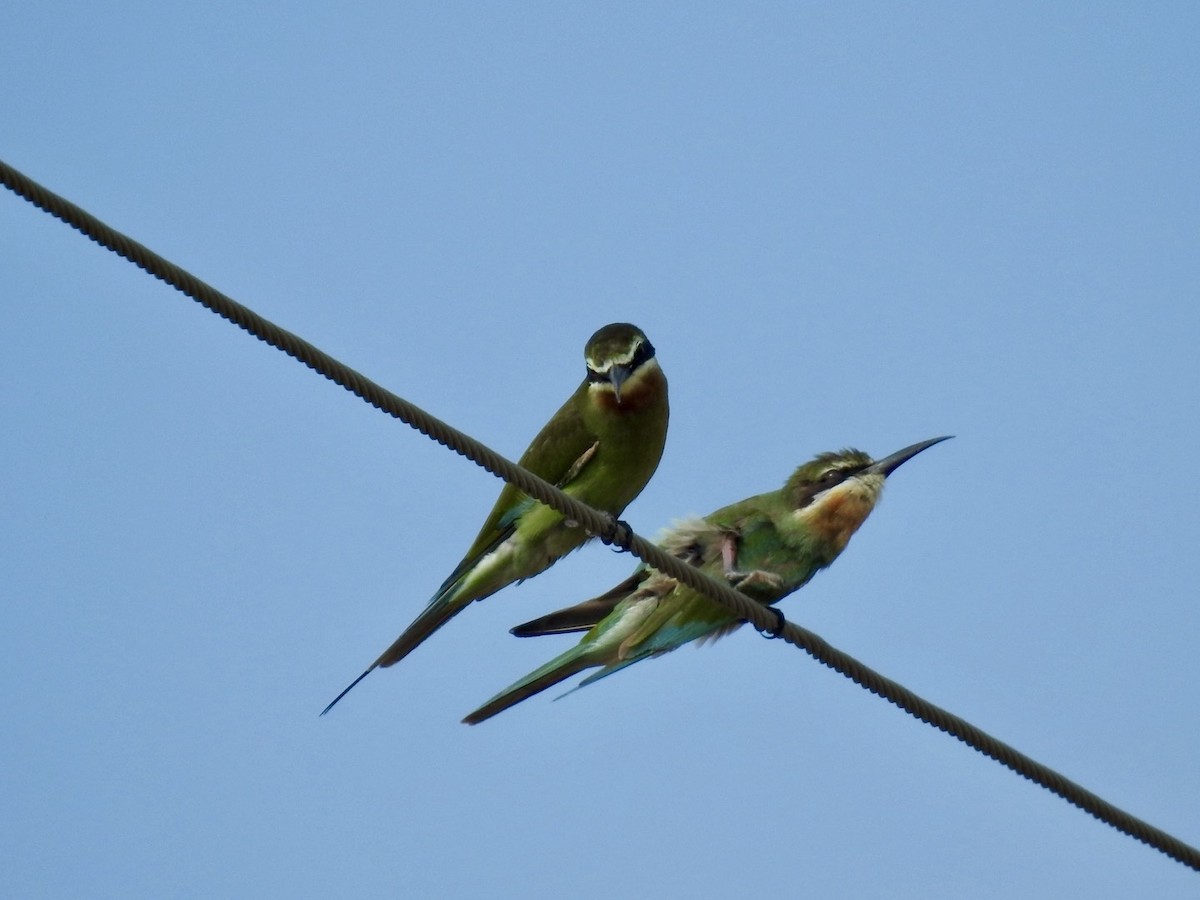 Madagascar Bee-eater - Nick Odio