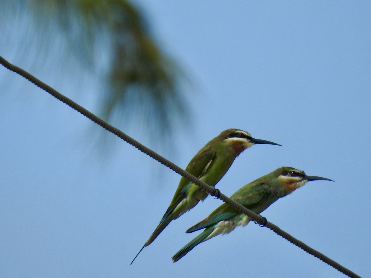 Madagascar Bee-eater - ML617714223