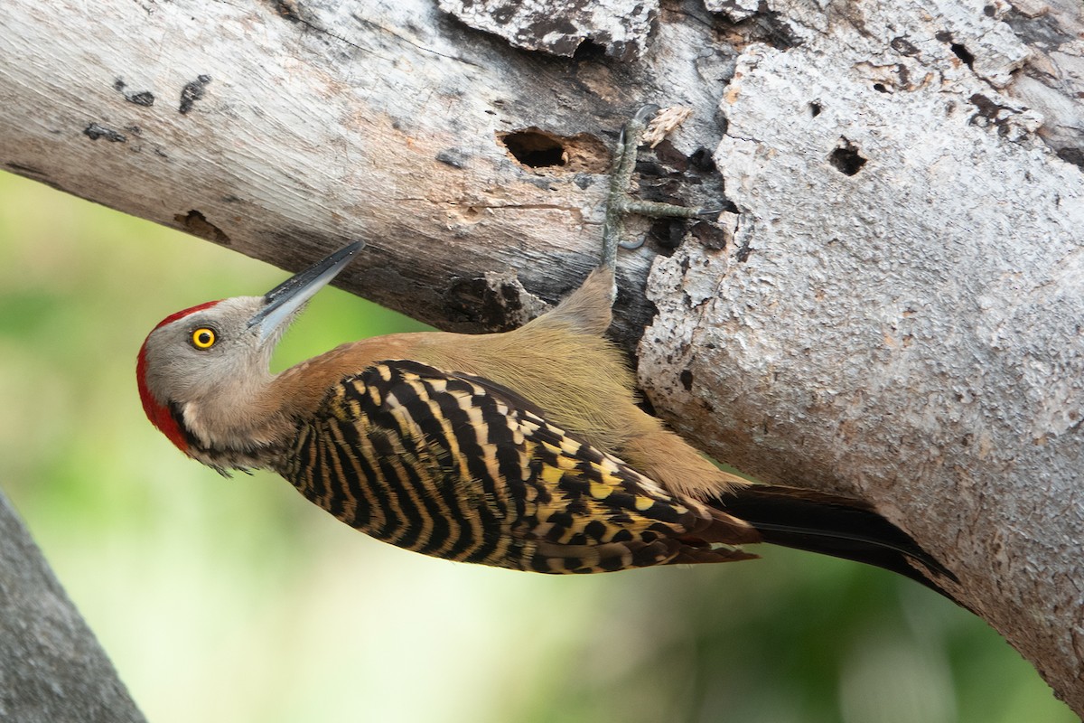 Hispaniolan Woodpecker - ML617714267