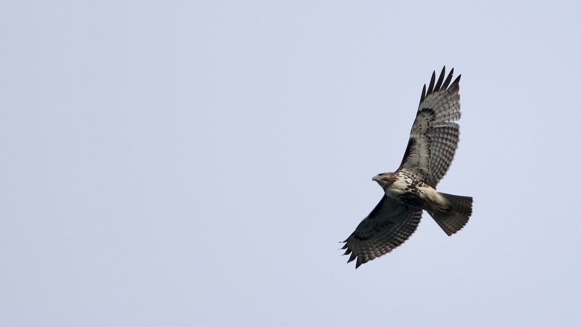 Red-tailed Hawk (borealis) - John Garrett
