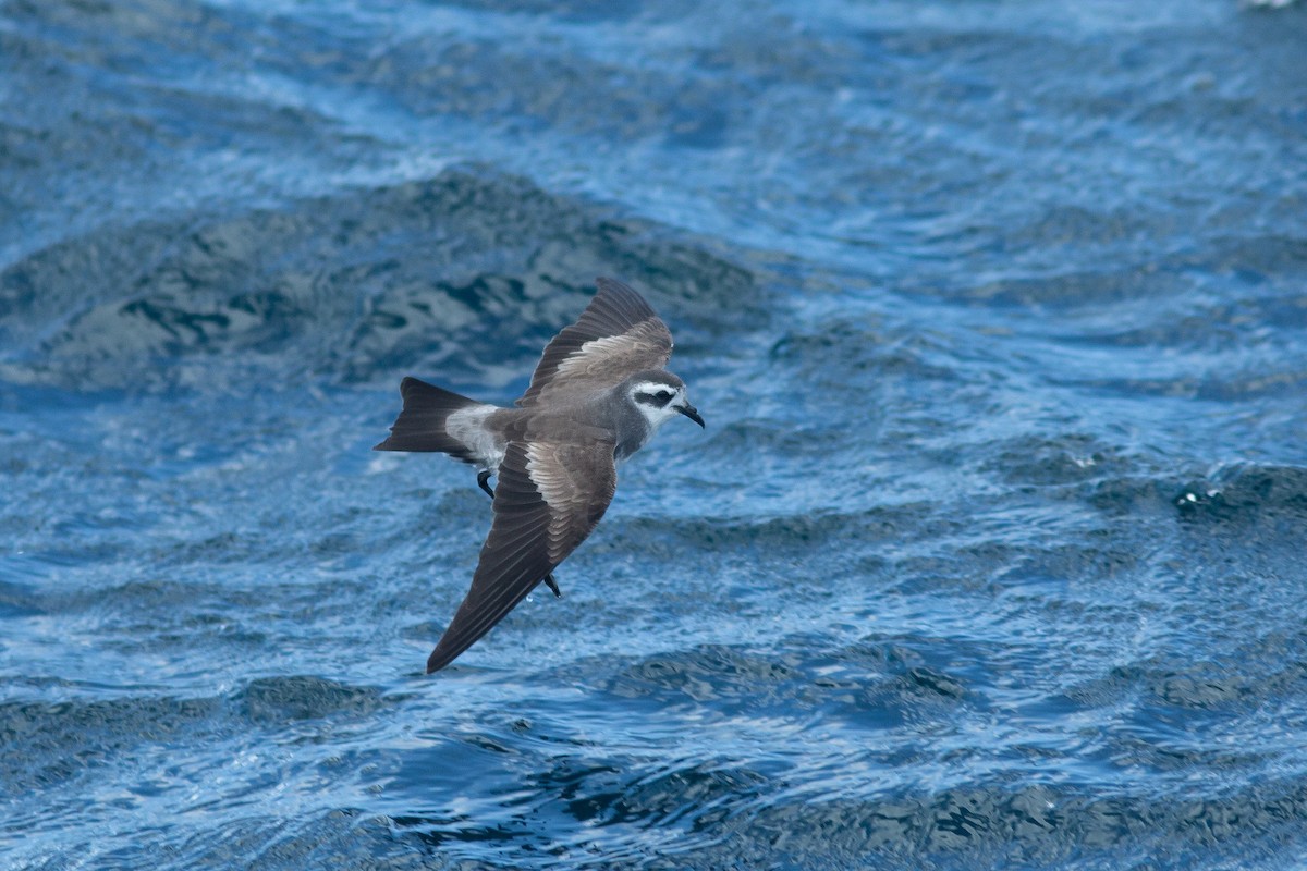 White-faced Storm-Petrel - ML617714430
