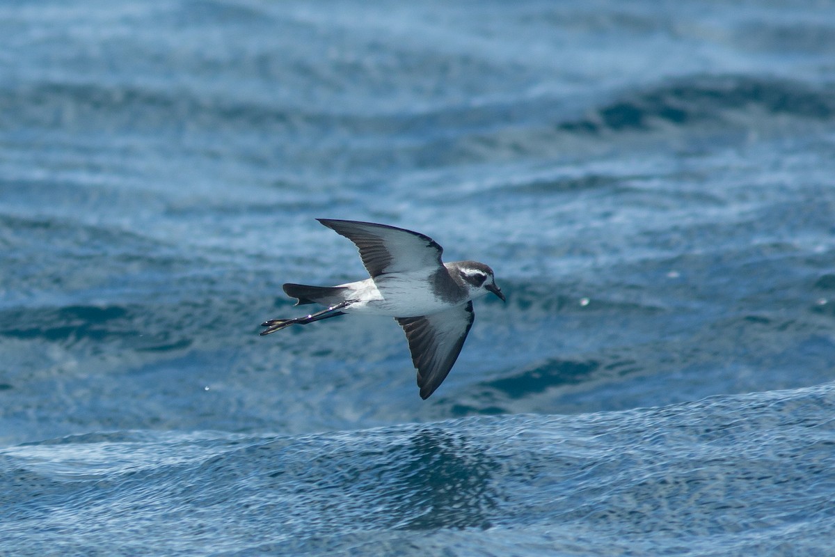 White-faced Storm-Petrel - ML617714431