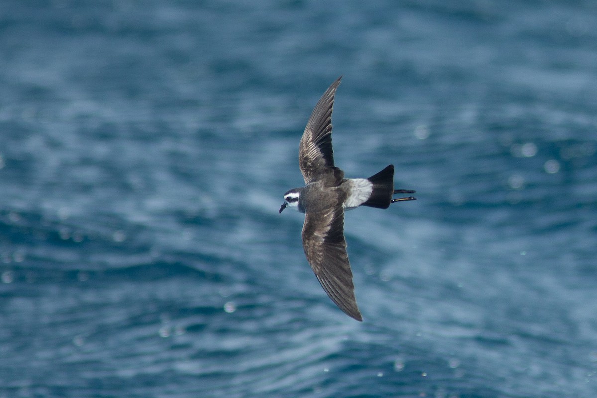 White-faced Storm-Petrel - ML617714432