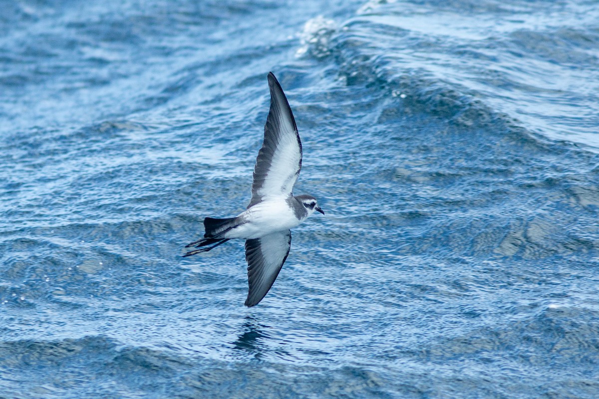 White-faced Storm-Petrel - ML617714433