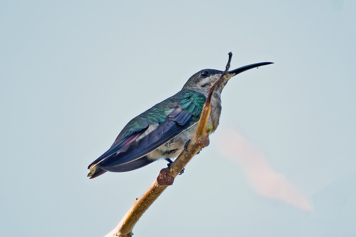 kolibřík hispaniolský - ML617714530