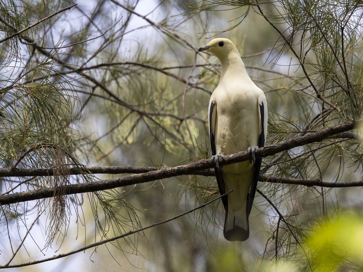 Pied Imperial-Pigeon - ML617714587