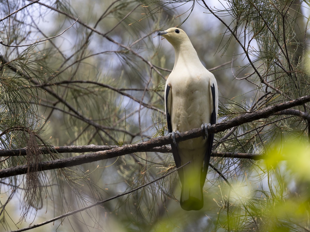 Pied Imperial-Pigeon - ML617714591