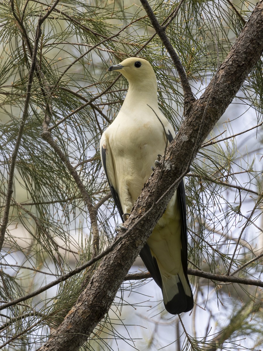 Pied Imperial-Pigeon - ML617714592