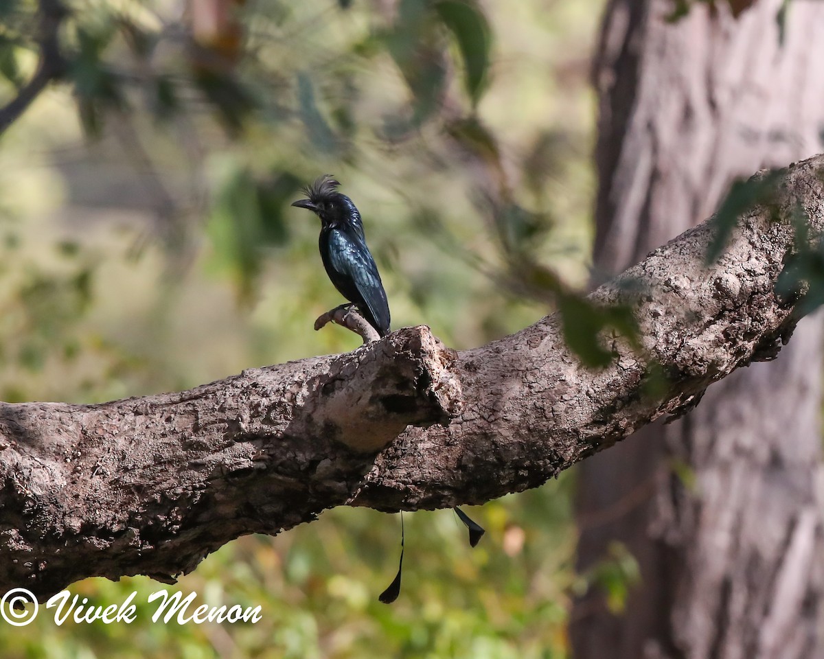 Greater Racket-tailed Drongo - ML617714684