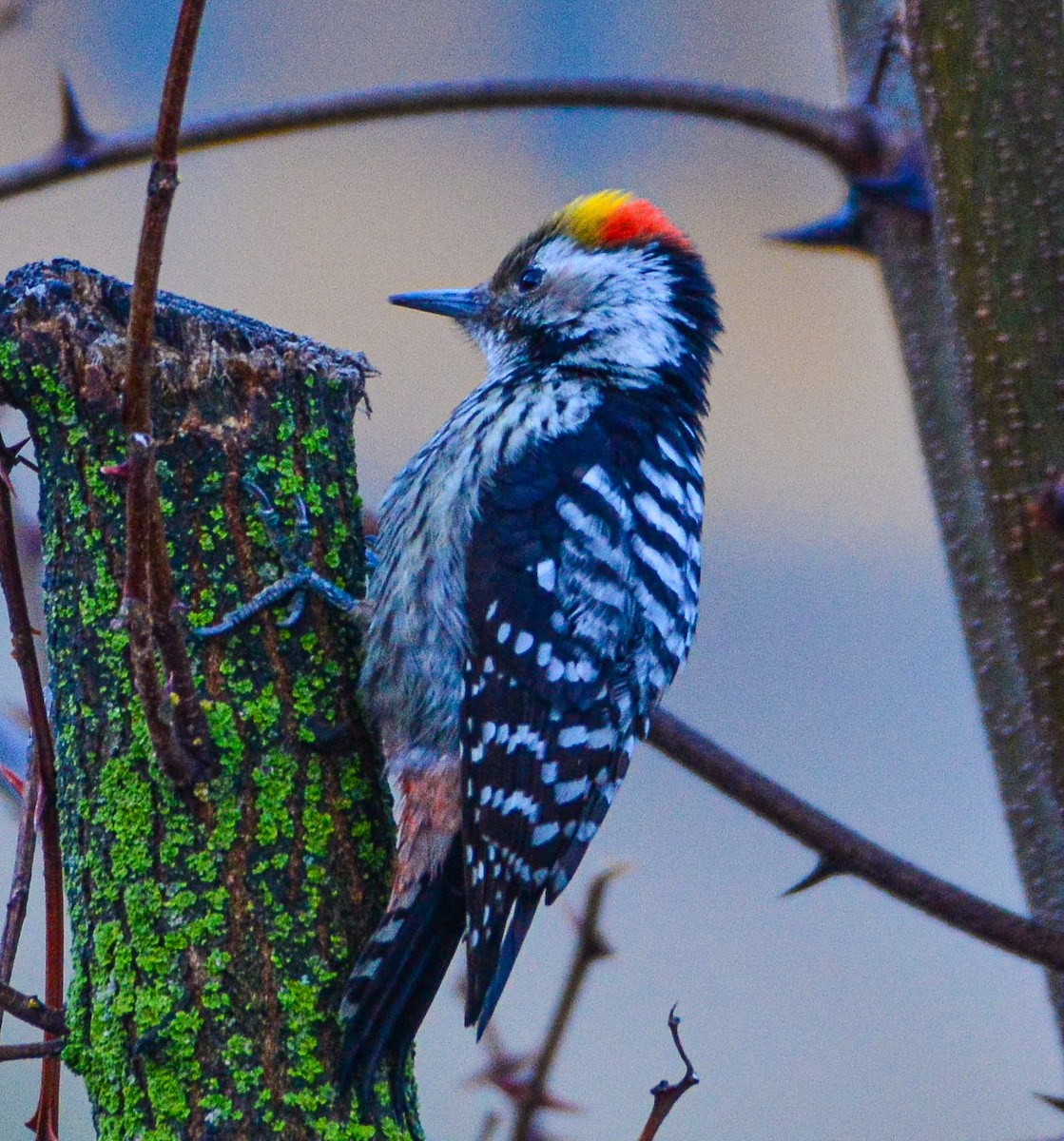 Brown-fronted Woodpecker - ML617714739