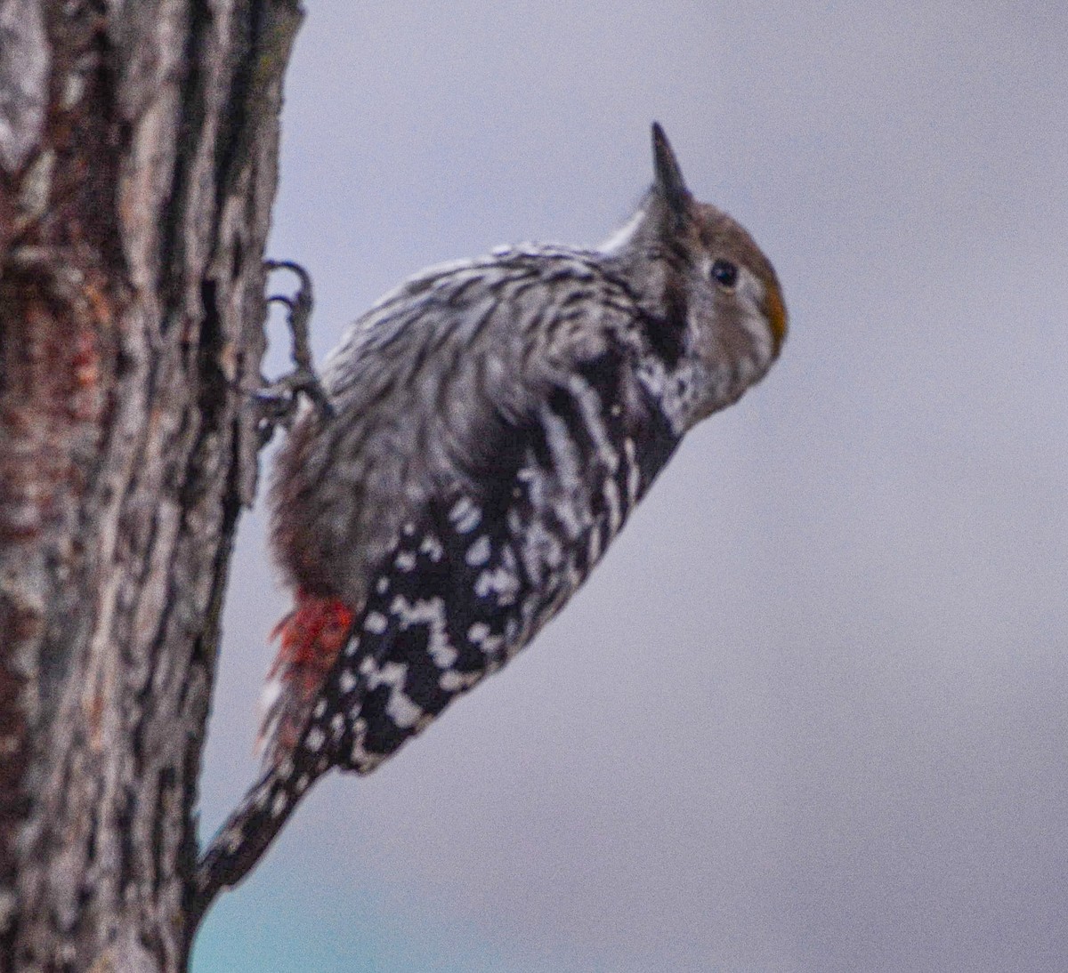 Brown-fronted Woodpecker - ML617714745