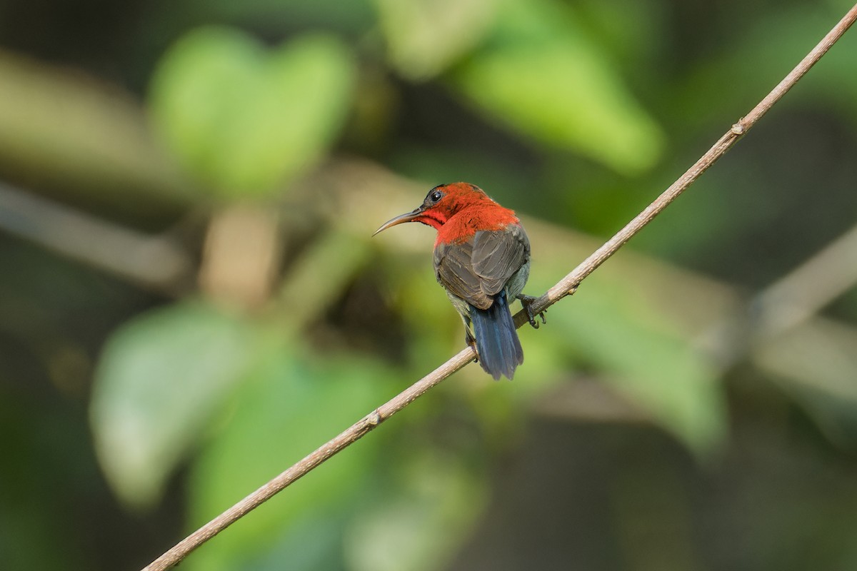 Crimson Sunbird (Goulpourah) - ML617714822