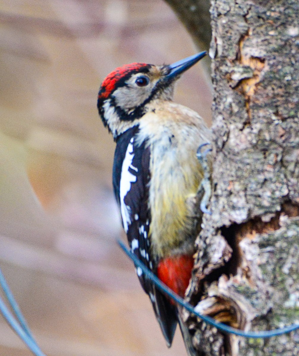 Himalayan Woodpecker - ML617714830