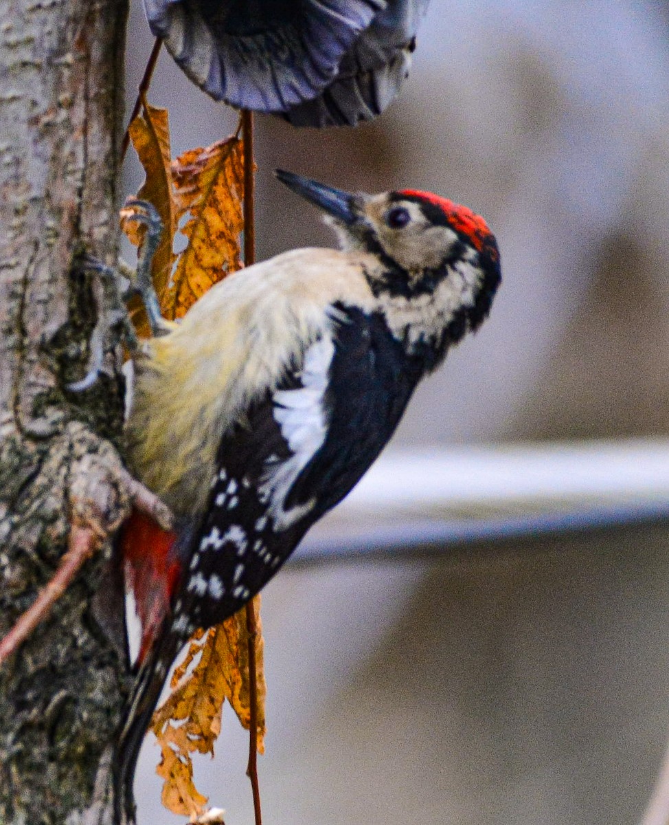 Himalayan Woodpecker - ML617714831