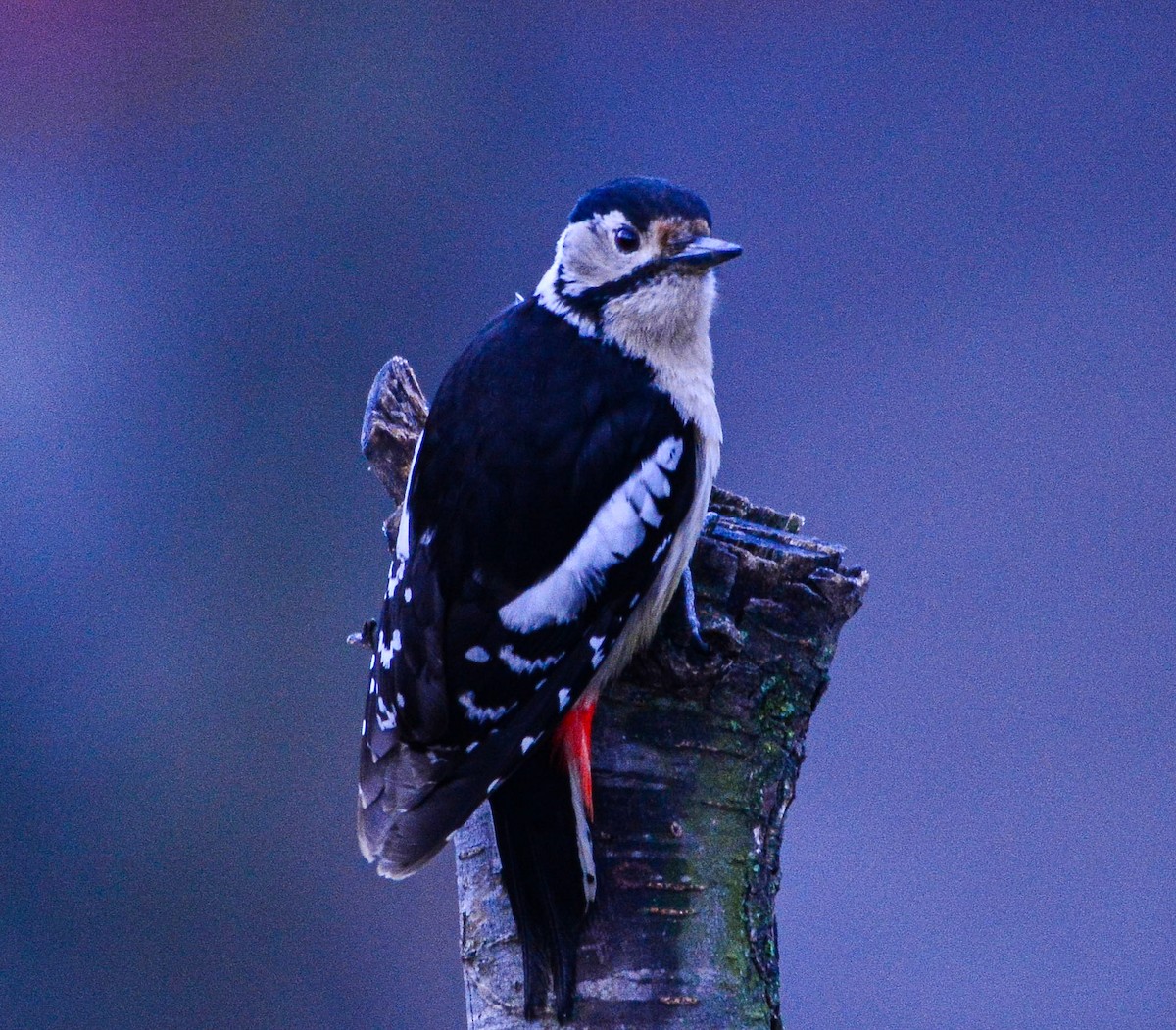 Himalayan Woodpecker - ML617714832