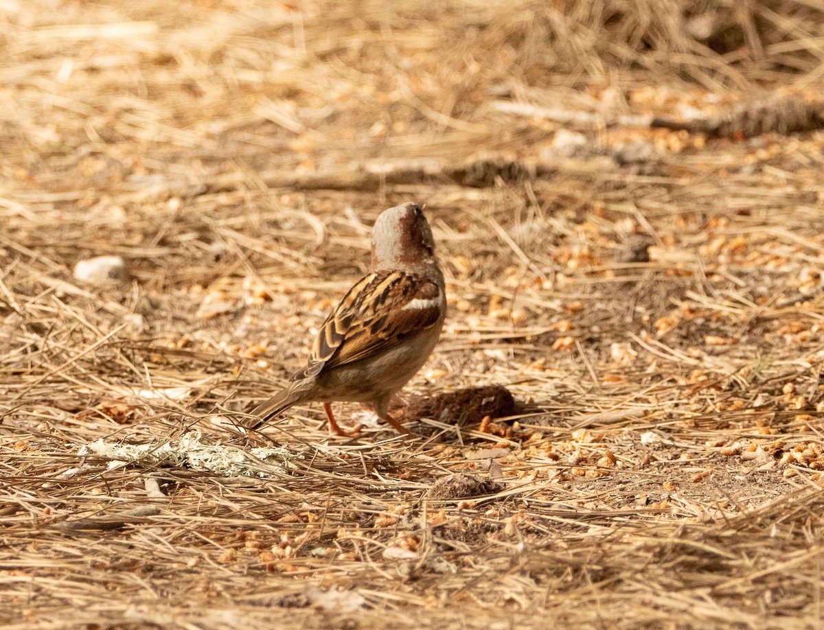 House Sparrow - tero linjama