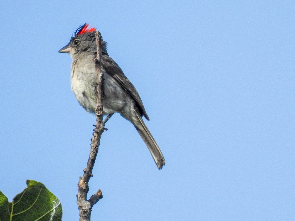 Pileated Finch - ML617714865