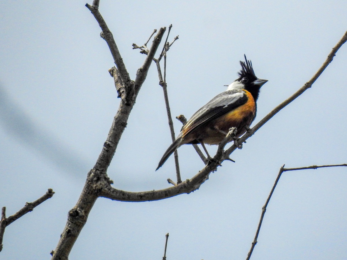 Coal-crested Finch - ML617714884