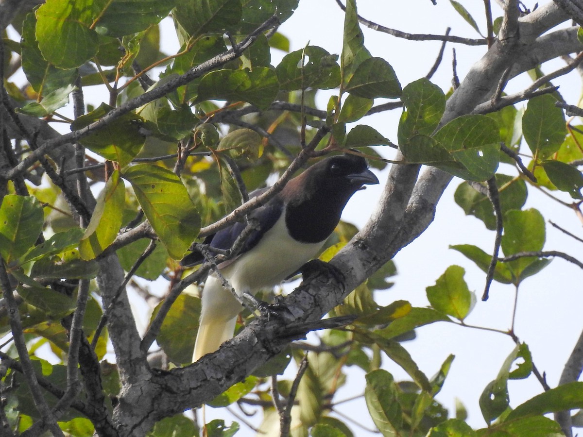 Curl-crested Jay - ML617714913