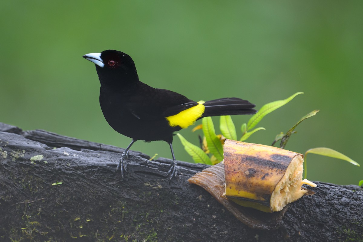 Flame-rumped Tanager - ML617714947