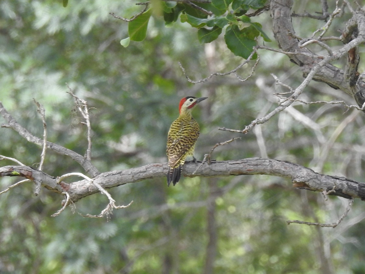 Green-barred Woodpecker - Gustavo Ribeiro