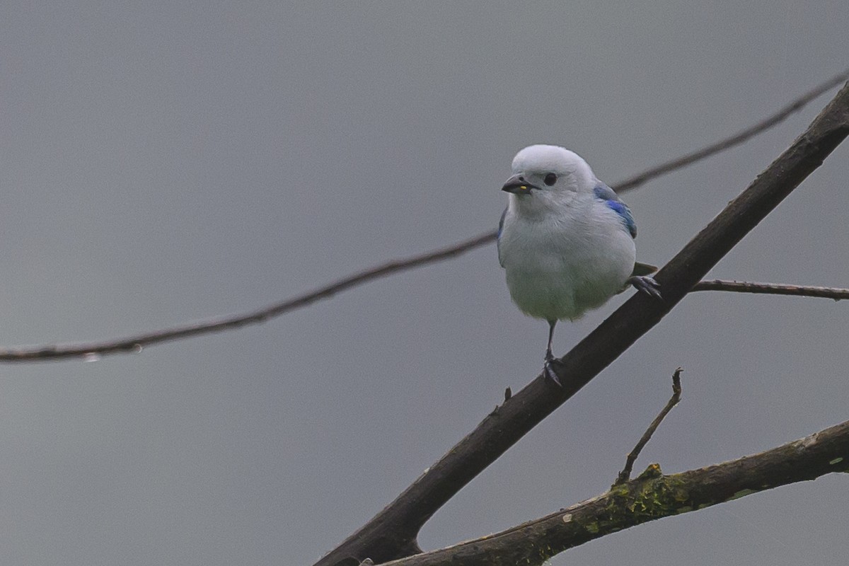 Blue-gray Tanager - ML617714964