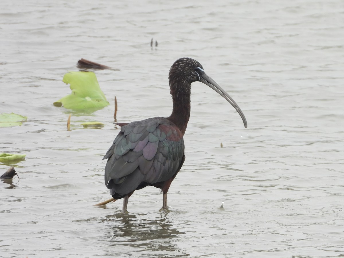 ibis hnědý - ML617714968