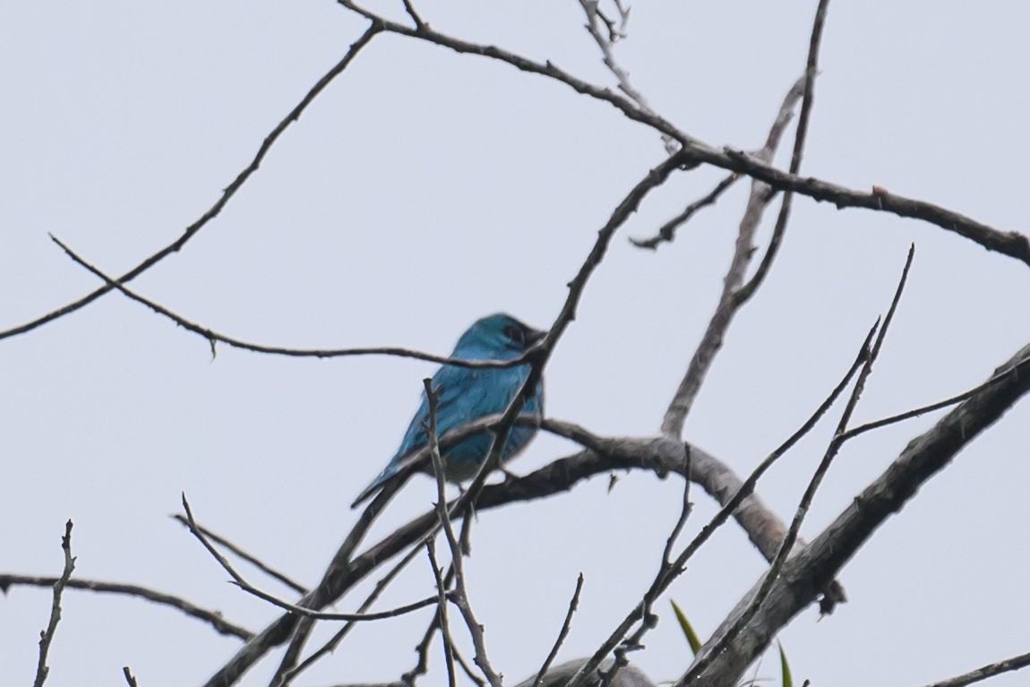 Swallow Tanager - ML617714983