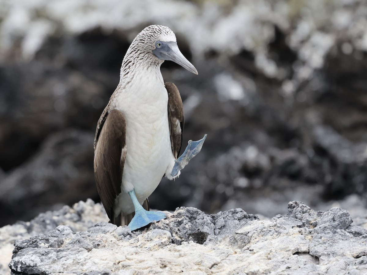 Blue-footed Booby - ML617715029